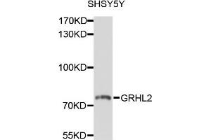 Image no. 1 for anti-Grainyhead-Like 2 (GRHL2) antibody (ABIN4903820)