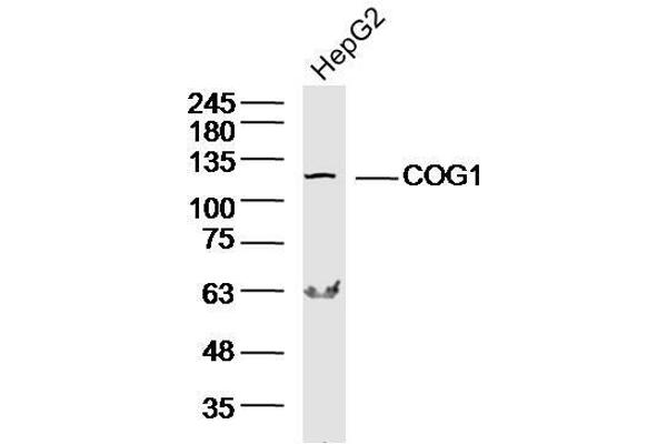 COG1 antibody  (AA 501-600)