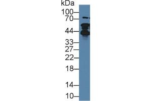Image no. 1 for anti-Thymopoietin (TMPO) (AA 1-243) antibody (ABIN1871672)