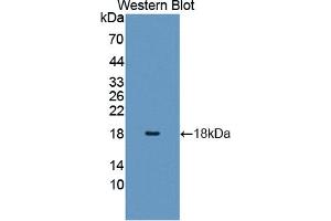 Image no. 2 for anti-Histone Cluster 2, H3a (HIST2H3A) (AA 1-136) antibody (ABIN2933068)