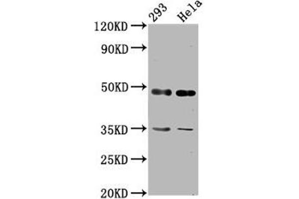 TES antibody  (AA 130-260)