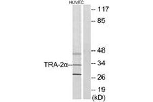 Image no. 1 for anti-Transformer 2 alpha Homolog (TRA2A) (AA 221-270) antibody (ABIN1533877)