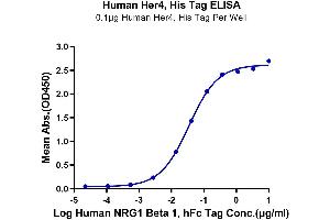 ERBB4 Protein (His-Avi Tag)