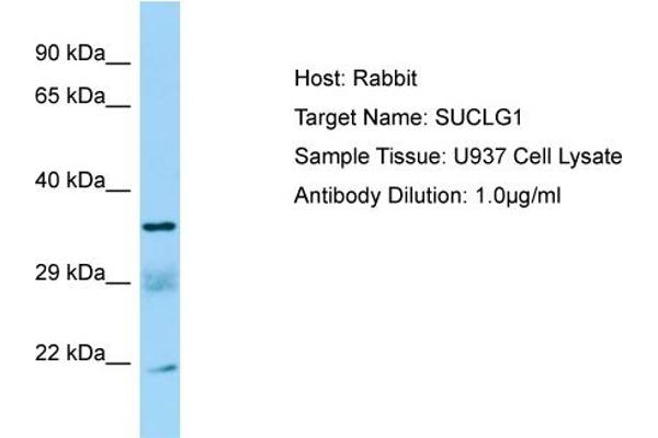anti-Succinate-CoA Ligase, alpha Subunit (SUCLG1) (C-Term) antibody