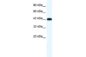 Image no. 1 for anti-SLC2A4 Regulator (SLC2A4RG) (Middle Region) antibody (ABIN2777787)