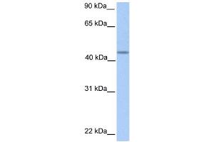 Image no. 1 for anti-Patatin-Like phospholipase Domain Containing 5 (PNPLA5) (C-Term) antibody (ABIN2783605)
