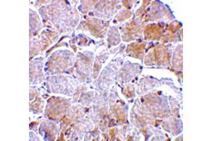Image no. 4 for anti-Mitogen-Activated Protein Kinase Associated Protein 1 (MAPKAP1) (N-Term) antibody (ABIN6656766)