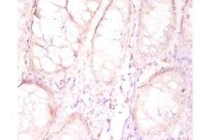 Immunohistochemistry of paraffin-embedded human placenta tissue using ABIN7165346 at dilution of 1:50