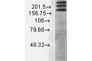 Image no. 2 for anti-SH3 and Multiple Ankyrin Repeat Domains 1 (SHANK1) (AA 469-691) antibody (PE) (ABIN2483714)