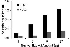 Transcription factor assay of NF-κB p52 from nuclear extracts of HL60 cells or HeLa cells with the NF-κBp52 TF Activity Assay.