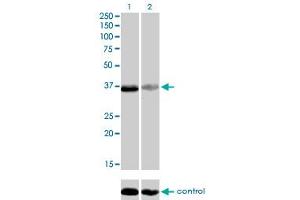 Image no. 1 for anti-TEA Domain Family Member 4 (TEAD4) (AA 151-260) antibody (ABIN563135)