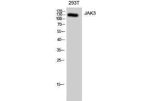 Image no. 1 for anti-Janus Kinase 3 (JAK3) (Ser645) antibody (ABIN3185259)