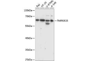 DR3/LARD Antikörper  (AA 240-426)