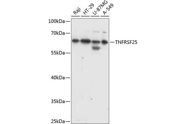 DR3/LARD 抗体  (AA 240-426)