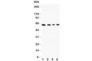 Image no. 1 for anti-Cell Adhesion Molecule 1 (CADM1) (N-Term) antibody (ABIN3030437)