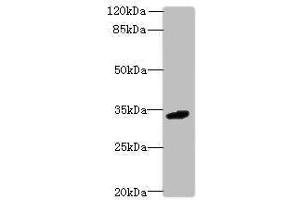 VISTA antibody  (AA 37-194)