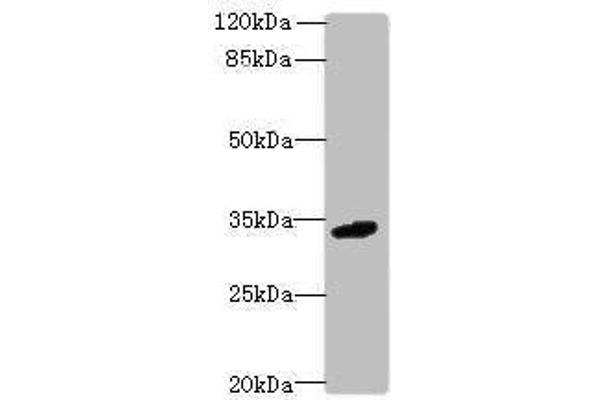 VISTA antibody  (AA 37-194)