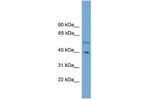 WB Suggested Anti-CLUAP1 Antibody Titration: 0.