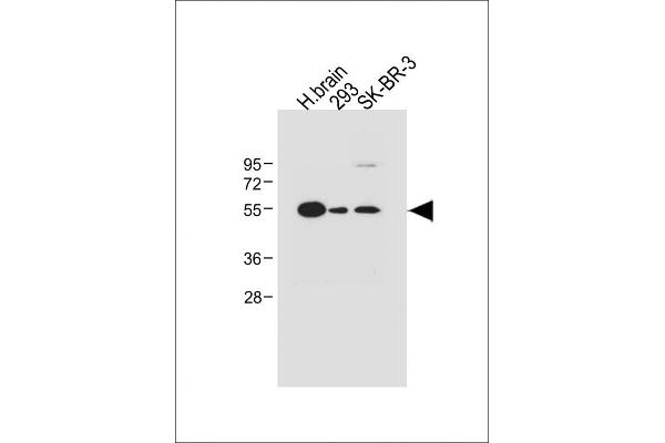 SPNS2 antibody  (N-Term)