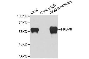 Image no. 1 for anti-FK506 Binding Protein 8, 38kDa (FKBP8) antibody (ABIN6140662)