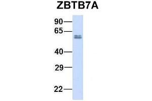 Image no. 3 for anti-Zinc Finger and BTB Domain Containing 7A (ZBTB7A) (N-Term) antibody (ABIN2780246)
