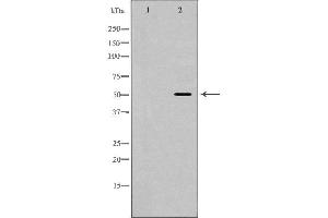 Image no. 1 for anti-Hypocretin (Orexin) Receptor 2 (HCRTR2) (N-Term) antibody (ABIN6266228)