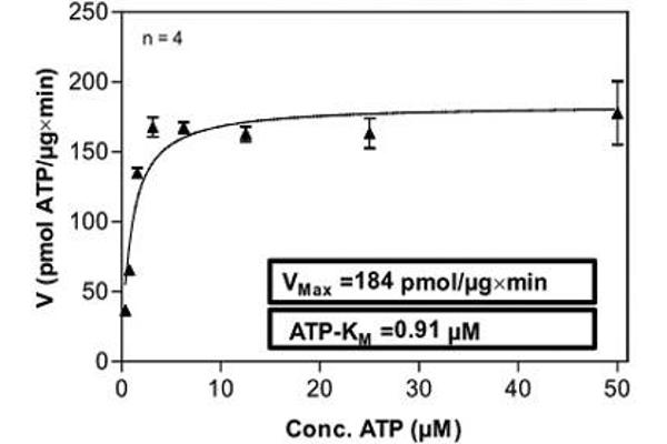 PKC epsilon Protein (AA 1-737) (His-GST)