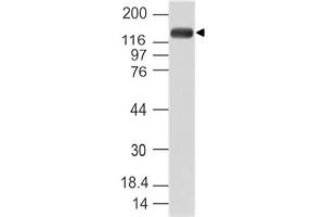 Image no. 1 for anti-Period Homolog 1 (Drosophila) (PER1) (AA 1000-1200) antibody (ABIN5027436)