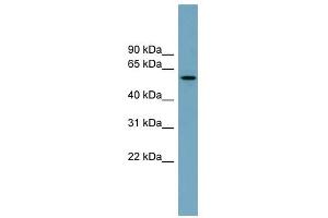 Image no. 1 for anti-Meiosis-Specific Nuclear Structural 1 (MNS1) (Middle Region) antibody (ABIN630722)