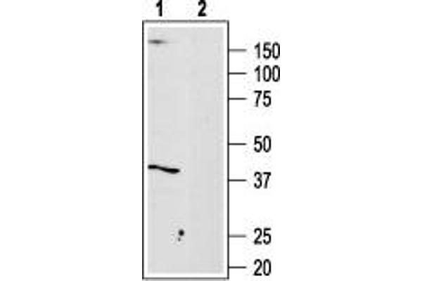 Adenosine A3 Receptor anticorps  (3rd Intracellular Loop)