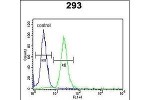 LMBR1L 抗体  (C-Term)