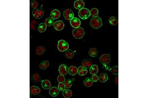 Immunofluorescence (IF) image for anti-MHC Class II HLA-DP/DQ/DR (HLA-DP/DQ/DR) antibody (ABIN6941452)