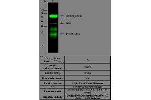 Image no. 3 for anti-Arginase, Liver (ARG1) (AA 1-322) antibody (ABIN1998835)