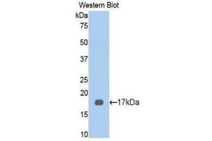 Image no. 1 for anti-Kininogen (High Molecular Weight) (AA 58-176) antibody (ABIN1175039)