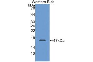 Image no. 1 for anti-ADAM Metallopeptidase with Thrombospondin Type 1 Motif, 2 (Adamts2) antibody (ABIN6002373)