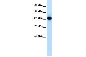 Image no. 1 for anti-Ring Finger Protein 135 (RNF135) (Middle Region) antibody (ABIN2775925)