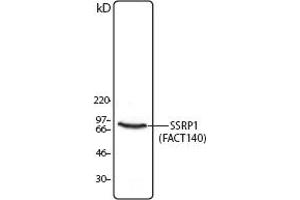 Image no. 1 for anti-Structure Specific Recognition Protein 1 (SSRP1) antibody (ABIN205543)