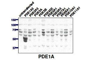 Image no. 1 for anti-Phosphodiesterase 1A (PDE1A) (C-Term) antibody (ABIN197600)