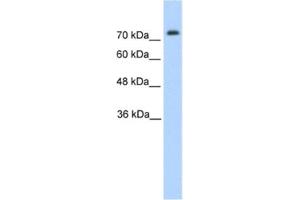 Image no. 1 for anti-Pannexin 2 (PANX2) antibody (ABIN2462629)
