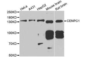 Western blot analysis of extracts of various cell lines, using CENPC antibody.