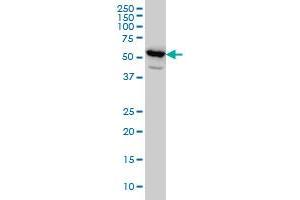 Image no. 1 for anti-PET112 Homolog (PET112) (AA 466-556) antibody (ABIN562174)