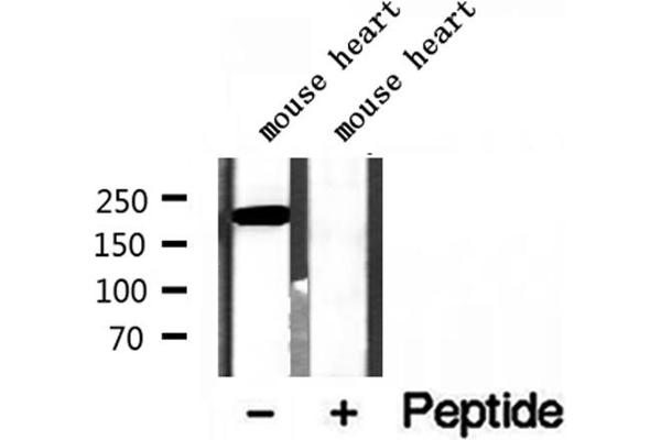 MYH7 Antibody (ABIN7268750)