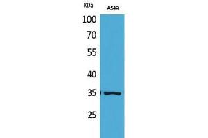 Image no. 2 for anti-Apurinic/Apyrimidinic Endonuclease 1 (APEX1) (acLys6) antibody (ABIN3181880)