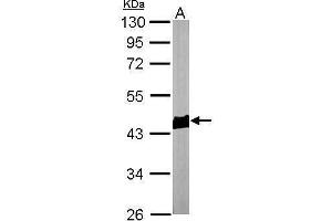 Image no. 4 for anti-Actin, beta (ACTB) (N-Term) antibody (ABIN2854709)