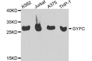 Image no. 2 for anti-Glycophorin C (GYPC) antibody (ABIN3021796)