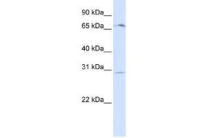 Image no. 1 for anti-Olfactory Receptor, Family 6, Subfamily C, Member 75 (OR6C75) antibody (ABIN2458856)