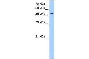 Image no. 1 for anti-MFNG (MFNG) (C-Term) antibody (ABIN633865)
