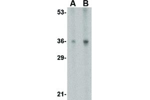Image no. 2 for anti-Interleukin 33 (IL33) (N-Term) antibody (ABIN6655162)
