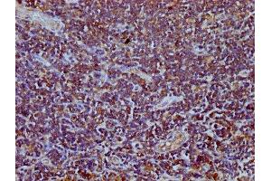 TEFM antibody  (AA 36-165)