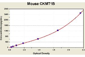 Image no. 1 for Creatine Kinase, Mitochondrial 1B (CKMT1B) ELISA Kit (ABIN1114414)